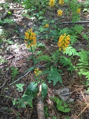 Platanthera cristata