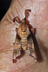 Sacada