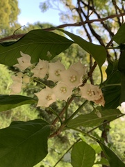 Vallaris glabra