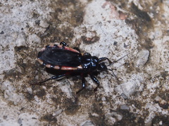 Ectrychotes andreae