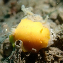 Baptodoris mimetica