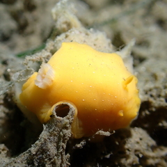 Baptodoris mimetica