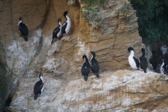 Leucocarbo carunculatus