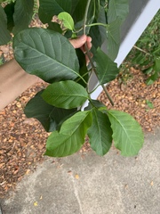 Vallaris glabra