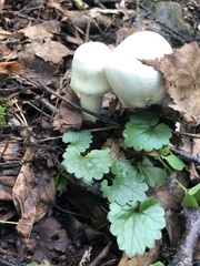 Agaricus