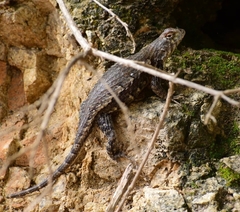 Sceloporus horridus