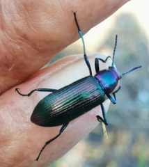 Strongylium auratum