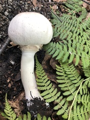 Agaricus