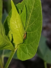 Neoheliodines arizonense