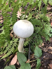 Agaricus