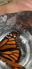Danaus plexippus