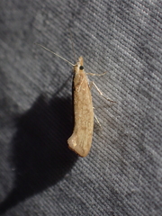 Ypsolopha cervella
