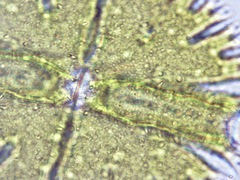 Micrasterias apiculata