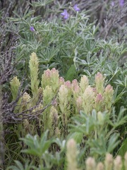 Castilleja pilosa
