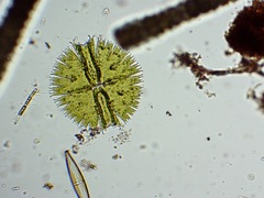 Micrasterias apiculata