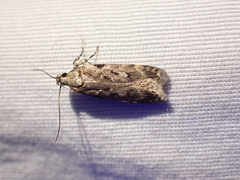 Chionodes petalumensis