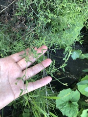 Lathyrus pratensis