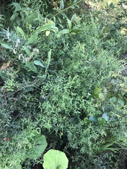 Lathyrus pratensis