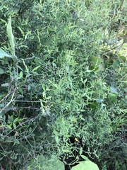 Lathyrus pratensis