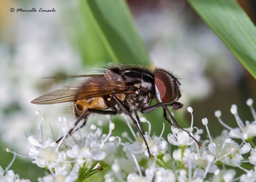 Graphomya maculata