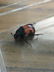 Nicrophorus guttula