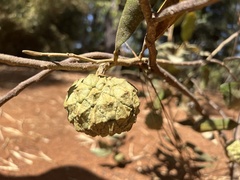 Duguetia furfuracea