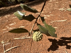 Duguetia furfuracea