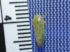 Polana quadrinotata