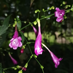 Strobilanthes hamiltoniana