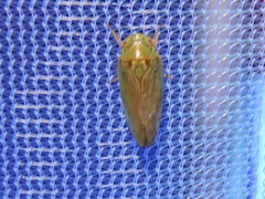 Polana quadrinotata