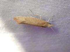 Ypsolopha cervella
