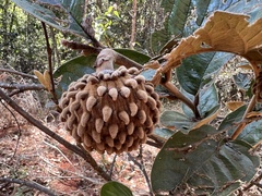 Annona monticola