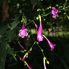 Strobilanthes hamiltoniana