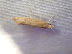 Ypsolopha cervella