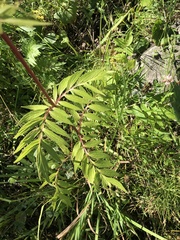Valeriana officinalis