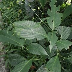 Strobilanthes hamiltoniana