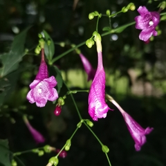 Strobilanthes hamiltoniana