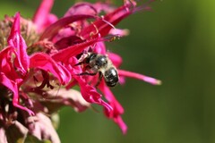 Anthophora terminalis