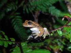 Dendropsophus virolinensis