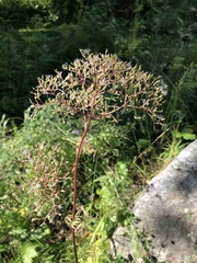 Valeriana officinalis