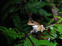 Dendropsophus virolinensis