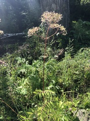Valeriana officinalis