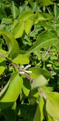 Lonicera