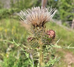 Cirsium centaureae