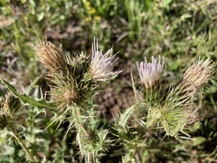 Cirsium centaureae