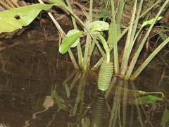 Cyclanthus bipartitus