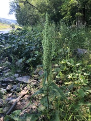 Rumex aquaticus