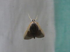Pylartes subcostalis