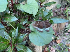 Tanaecia whiteheadi