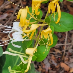 Lonicera japonica